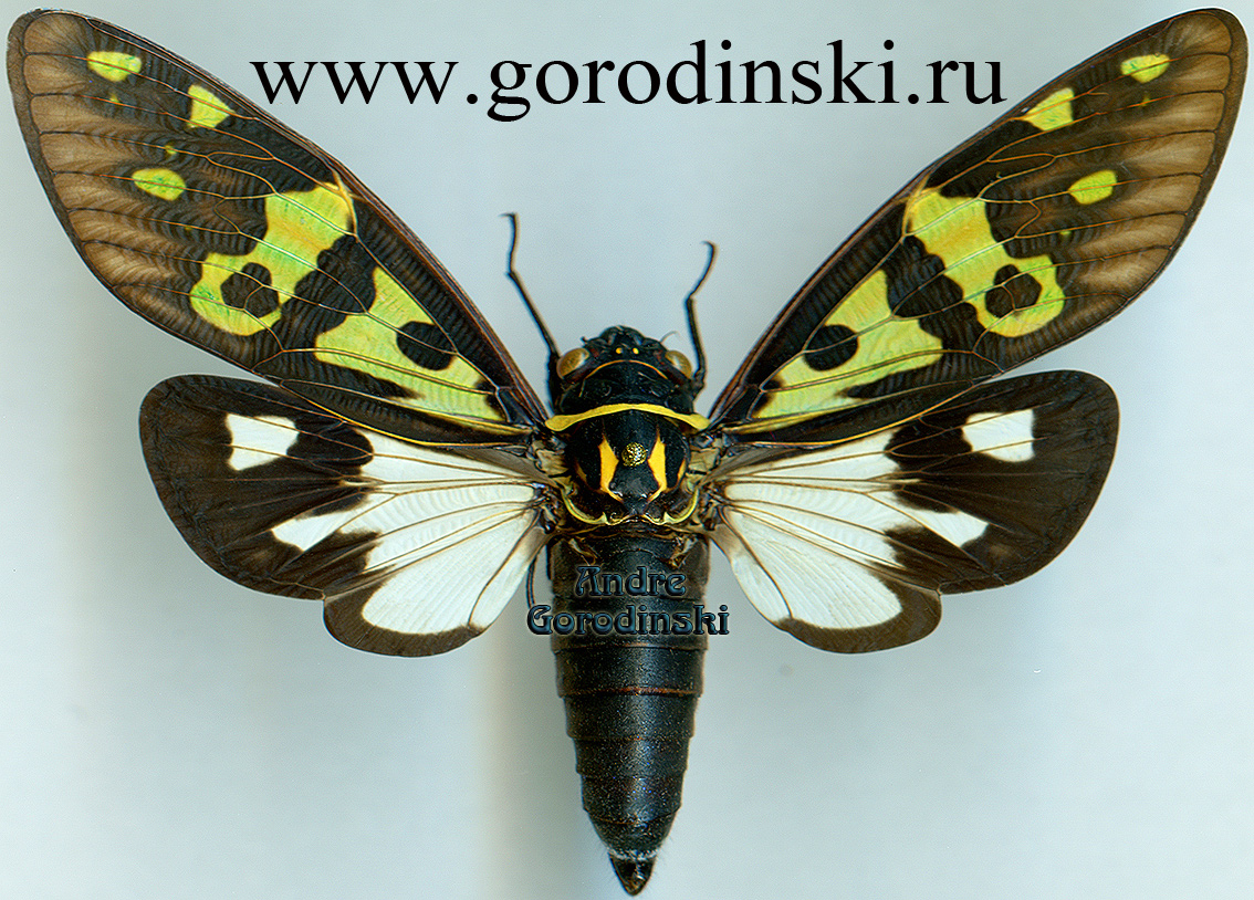 http://www.gorodinski.ru/insects/Gaeana festiva.jpg
